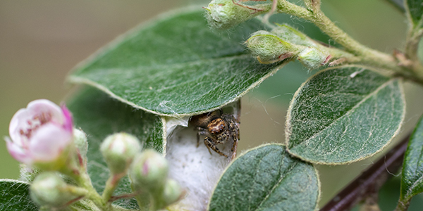 Foto de una araña escondida entre las hojas de una planta, hecha por Jorge Luis Cármenes