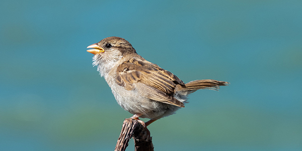 Foto de un pajaro en primer plano, hecha por Julio Cesar Guerrero