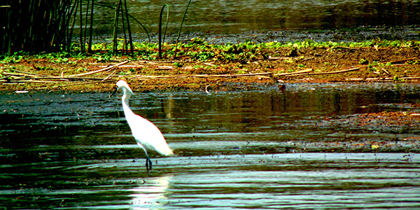 Foto de un ave en Laguna de los Padres, hecha por Mabel Hermelo