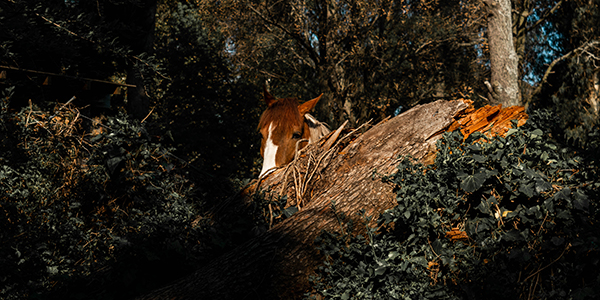 Foto de un caballo entre follaje, hecha por Mich Luna