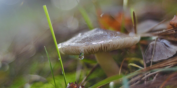 Foto de un hongo en primer plano, hecha por Tania Kohlhauser