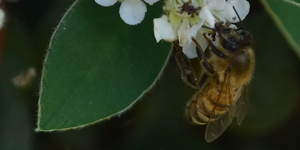 Foto de una abeja en primer plano, hecha por Yesica Rolon