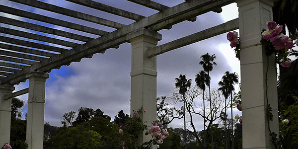 Fotografia de una rosa en el rosedal de Palermo