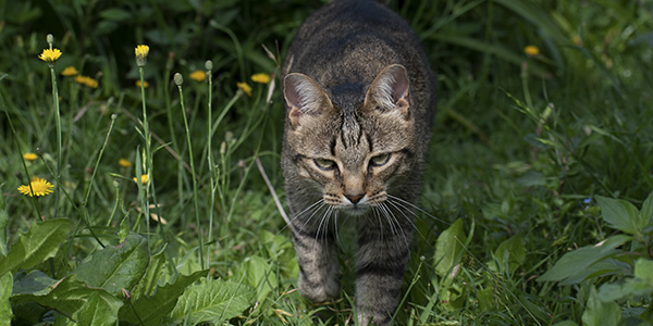 Fotografia de un gato atigrado, caminando entre flores