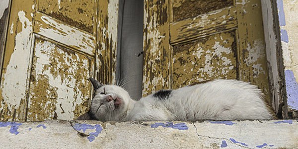 Fotografia de un gato durmiendo