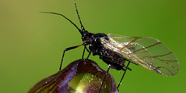 Fotografia de un insecto en primer plano