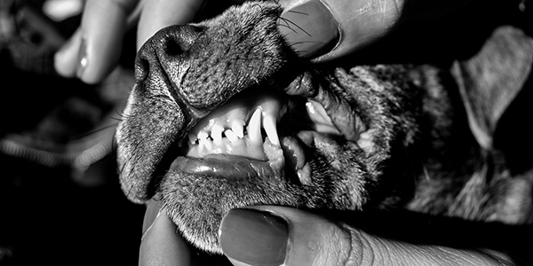 Fotografia de las manos de una persona, abriendo el hocico de un perro para mostrar los dientes