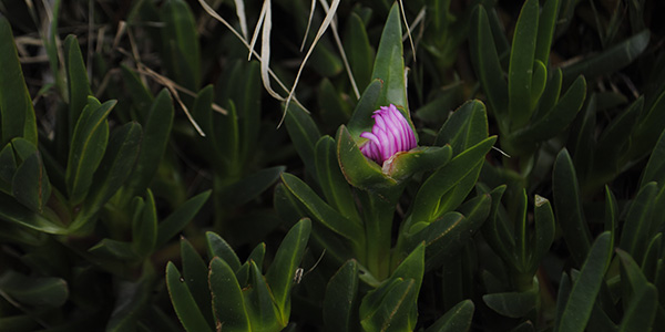 Fotografia de una flor violeta que tiene una luz puntual, y la destaca del fondo